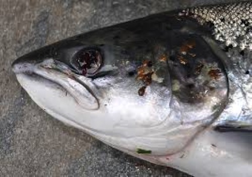 Sea lice salmon 1.jpeg